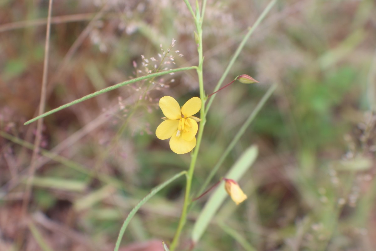 Chamaecrista mimosoides (L.) Greene